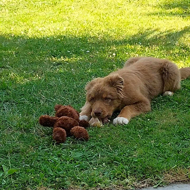 Alaska a rejoint le concours — aidez-le/la à gagner de superbes lots ! animal, backyard, brown, canine, chewing, cute, dog, fur, grass, nature, outdoor, pet, playful, puppy, relaxing, summer, sunlight, teddy_bear, toy, young_dog