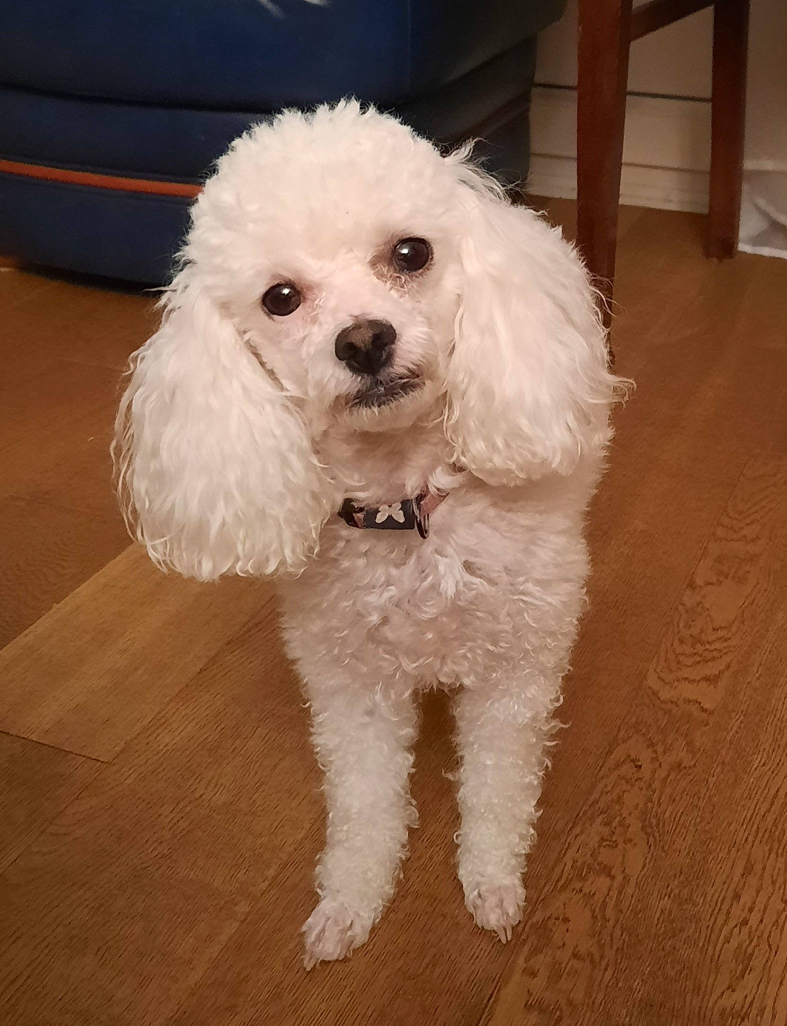 Ondine a rejoint le concours — aidez-le/la à gagner de superbes lots ! bichon, canidae, carnivore, companion_dog, dog, dog_breed, dog_collar, fur, hardwood, labradoodle, maltepoo, non_sporting_group, poodle, puppy, snout, sporting_group, terrier, toy_dog, water_dog, working_animal