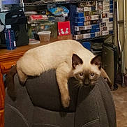 Nani joined the competition — help win amazing prizes! cat, siamese_cat, chair, indoor, pet, furniture, relaxed, looking_at_camera, cluttered_room, puzzle_boxes, wooden_furniture, office_chair, domestic_animal, curious, furry, sitting, brown, beige, eyes, ears