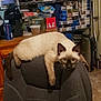 cat, siamese_cat, chair, indoor, pet, furniture, relaxed, looking_at_camera, cluttered_room, puzzle_boxes, wooden_furniture, office_chair, domestic_animal, curious, furry, sitting, brown, beige, eyes, ears