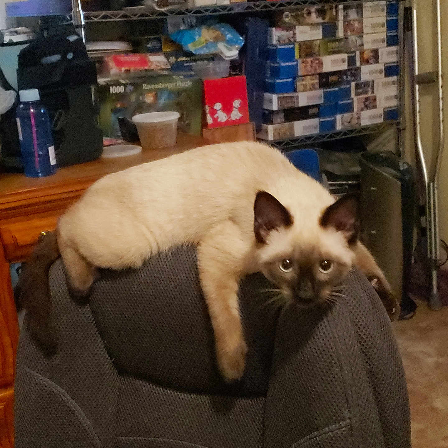 Nani joined the competition — help win amazing prizes! beige, brown, cat, chair, cluttered_room, curious, domestic_animal, ears, eyes, furniture, furry, indoor, looking_at_camera, office_chair, pet, puzzle_boxes, relaxed, siamese_cat, sitting, wooden_furniture