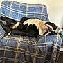 Oggy participe au concours pour gagner de l'argent avec cette photo : dog, black_and_white, couch, plaid, indoor, pet, relaxed, sleeping, tongue_out, furniture, canine, resting, domestic_animal, home, animal, laying_down, cozy, comfort, living_room, cute