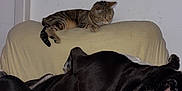 Oggy participe au concours pour gagner de l'argent avec cette photo : cat, dog, couch, indoor, pet, tabby_cat, black_dog, painting, wall, furniture, relaxing, animal, domestic, home, blanket, resting, curious, covered_couch, companion, quiet