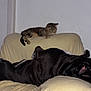 cat, dog, couch, indoor, pet, tabby_cat, black_dog, painting, wall, furniture, relaxing, animal, domestic, home, blanket, resting, curious, covered_couch, companion, quiet
