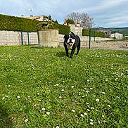 Oggy participe au concours pour gagner de l'argent avec cette photo : dog, grass, flowers, daisies, well, fence, hedge, house, sky, cloudy, outdoor, pet, canine, greenery, yard, nature, animal, walking, tongue_out, daylight