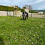 dog, grass, flowers, daisies, well, fence, hedge, house, sky, cloudy, outdoor, pet, canine, greenery, yard, nature, animal, walking, tongue_out, daylight