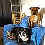 Tao participe au concours pour gagner de l'argent avec cette photo : bulldog, tabby_cat, brown_dog, couch, blue_blanket, indoor, wooden_chair, ladder, pet, animal, relaxed, curious, furniture, living_room, domestic, companion, resting, cute, three_animals, cozy