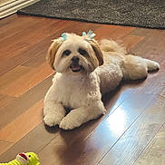 Maya is registered to the contest to win money with this photo: dog, pet, indoor, wooden_floor, toy, bow, happy, fluffy, small_dog, playful, relaxed, cute, animal, companion, home, flooring, smiling, puppy, toy_monkey, light