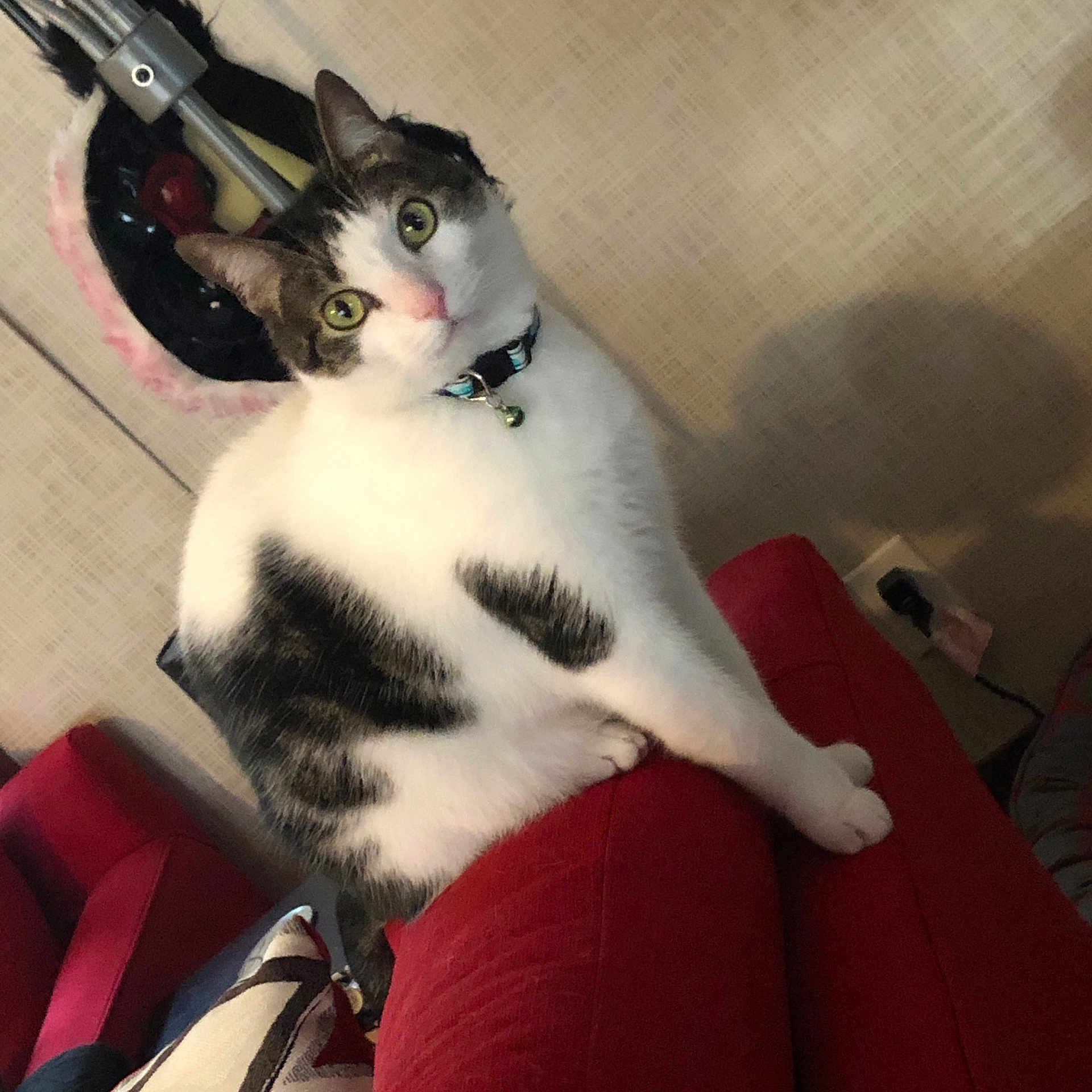 Mortimer