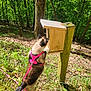 Shelby is registered to the contest to win money with this photo: animal, cat, curious, daylight, exploring, forest, grass, greenery, leash, mammal, nature, outdoor, pet, pink_harness, post, standing, sunlight, trees, wildlife, wooden_box