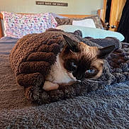 Shelby joined the competition — help win amazing prizes! animal, bed, blanket, blue_eyes, brown, cat, comfort, cozy, curious, fur, home, indoor, pet, pillow, resting, siamese_cat, sleepy, texture, white, wood