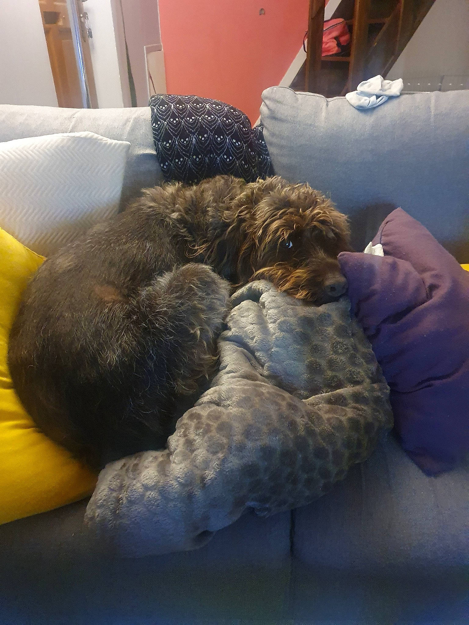 Nestea participe au concours pour gagner de l'argent avec cette photo : canidae, carnivore, cockapoo, dog, labradoodle, lagotto_romagnolo, nap, non_sporting_group, poodle, schnoodle, spanish_water_dog, sporting_group, toy_dog, toy_poodle