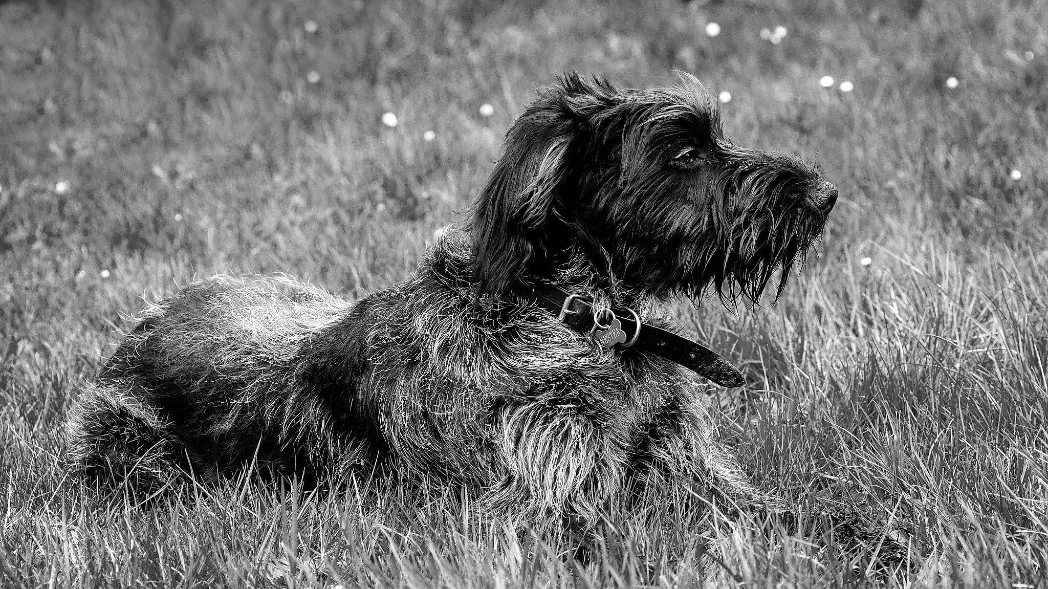 Nestea participe au concours pour gagner de l'argent avec cette photo : canidae, carnivore, cesky_fousek, dog, dog_breed, german_wirehaired_pointer, hunting_dog, mammal, pointing_breed, pudelpointer, rare_breed_dog, spinone_italiano, sporting_group, stichelhaar, terrier, vertebrate, wirehaired_pointing_griffon