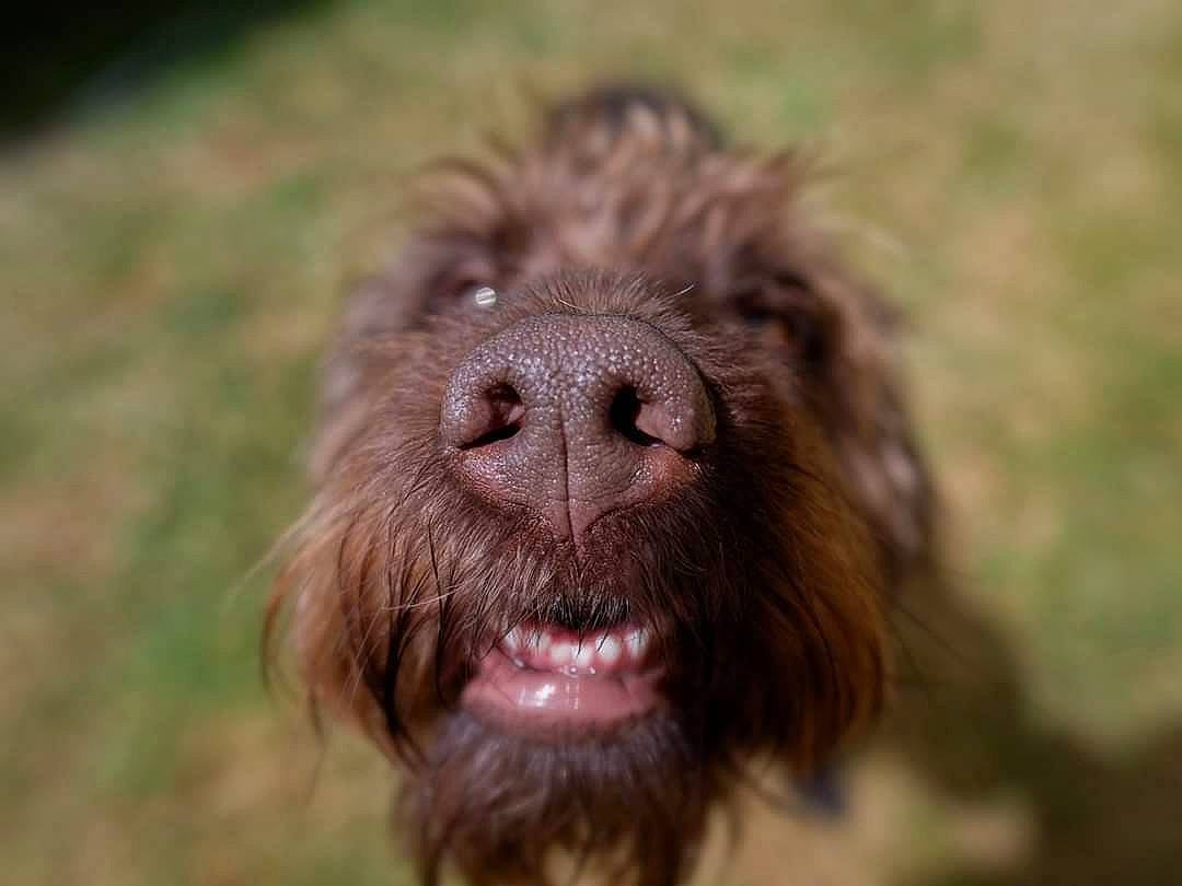 Nestea a rejoint le concours — aidez-le/la à gagner de superbes lots ! barbet, boykin_spaniel, canidae, carnivore, dog, dog_breed, lagotto_romagnolo, liver, mammal, pudelpointer, retriever, snout, spanish_water_dog, spinone_italiano, sporting_group, stichelhaar, terrier, vertebrate, wirehaired_pointing_griffon