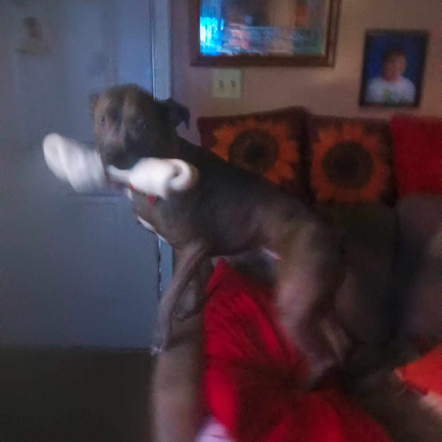 Lucy is registered to the contest to win money with this photo: animal, blurred, bone, brown_dog, canine, couch, dog, domestic, furniture, home, indoor, living_room, pet, picture_frame, pillow, playful, red_pillow, sunflower_pattern, toy, wall