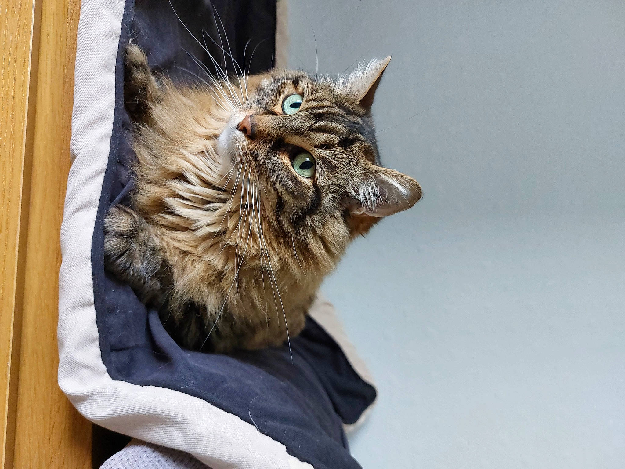 Kanelle a rejoint le concours — aidez-le/la à gagner de superbes lots ! carnivore, cat, claw, domestic_short_haired_cat, fang, felidae, fur, paw, small_to_medium_sized_cats, snout, whiskers, window