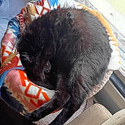 Onyx is registered to the contest to win money with this photo: cat, black_cat, sleeping, curled_up, blanket, cat_bed, indoor, cozy, window, daylight, feline, pet, fur, resting, animal, domestic_animal, cute, relaxation, soft, home