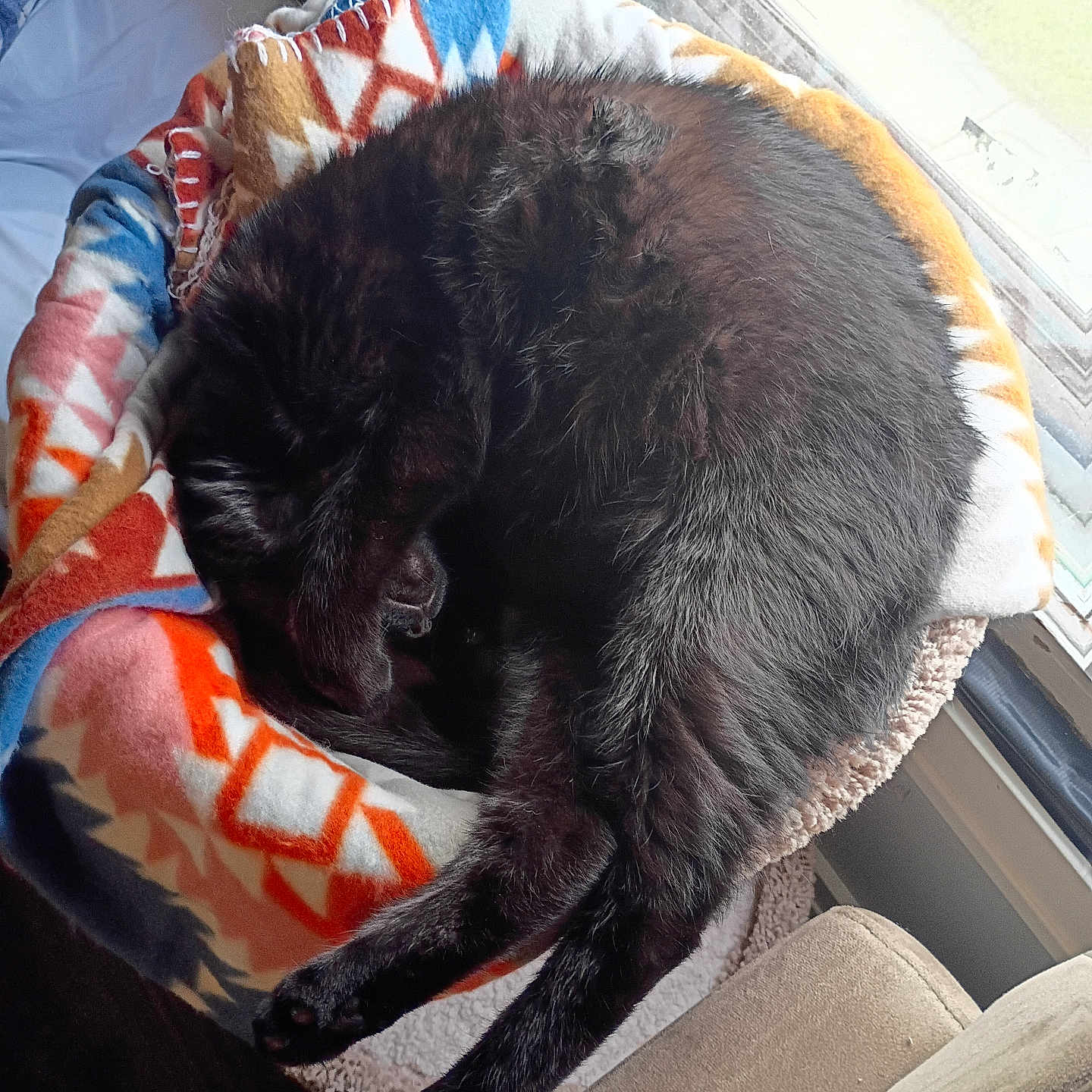 Onyx is registered to the contest to win money with this photo: cat, black_cat, sleeping, curled_up, blanket, cat_bed, indoor, cozy, window, daylight, feline, pet, fur, resting, animal, domestic_animal, cute, relaxation, soft, home