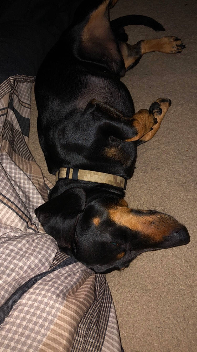 Butch is registered to the contest to win money with this photo: beauceron, black_and_tan_coonhound, canidae, carnivore, dobermann, dog, dog_breed, fawn, german_pinscher, guard_dog, manchester_terrier, miniature_pinscher, paw, pinscher, polish_hunting_dog, prazsky_krysarik, snout, sporting_group, toy_manchester_terrier