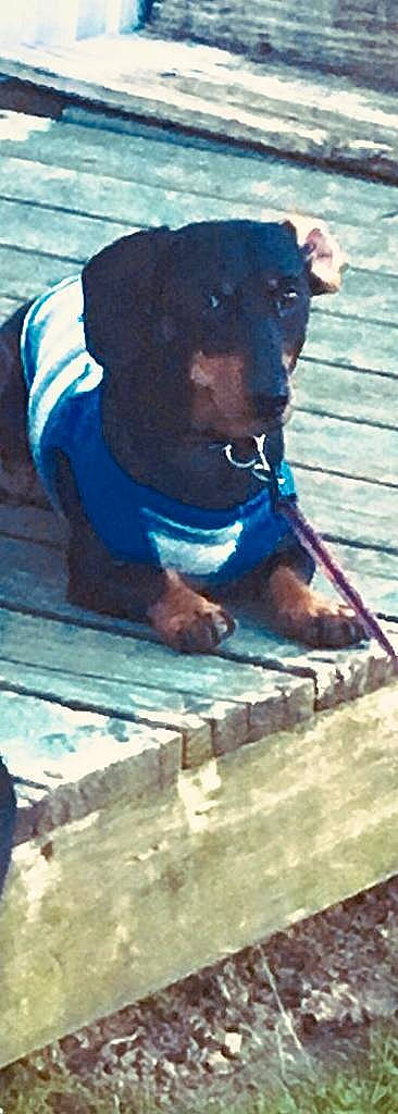 Butch joined the competition — help win amazing prizes! canidae, carnivore, dog, dog_breed, guard_dog, sporting_group