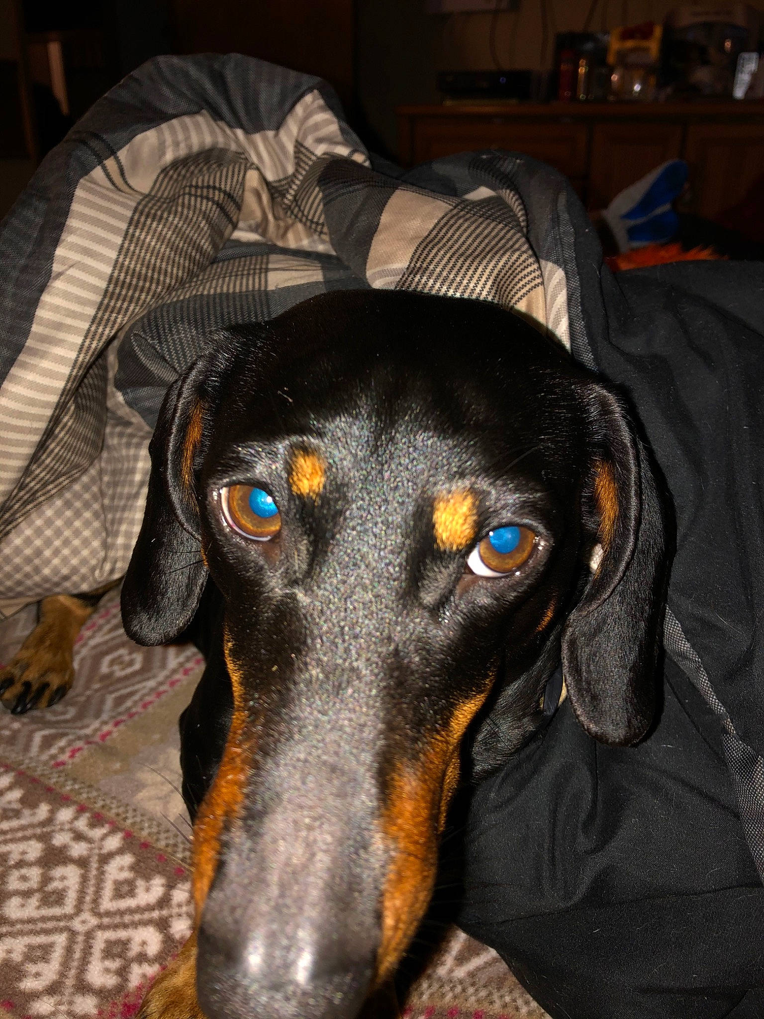 Butch is registered to the contest to win money with this photo: austrian_black_and_tan_hound, black_and_tan_coonhound, canidae, carnivore, dachshund, dog, dog_breed, guard_dog, hellenikos_ichnilatis, hunting_dog, lithuanian_hound, mammal, montenegrin_mountain_hound, polish_hunting_dog, rare_breed_dog, smaland_hound, snout, transylvanian_hound, tyrolean_hound, vertebrate