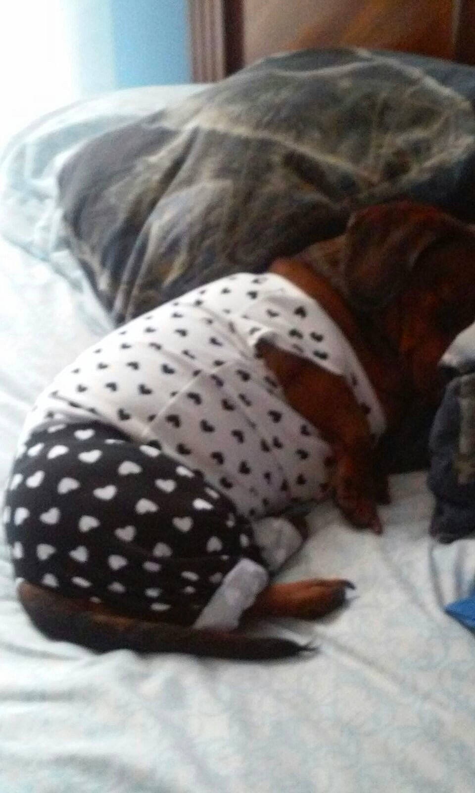 Annie joined the competition — help win amazing prizes! brown, canidae, dog_breed, linens, non_sporting_group, pattern, puppy, snout, textile