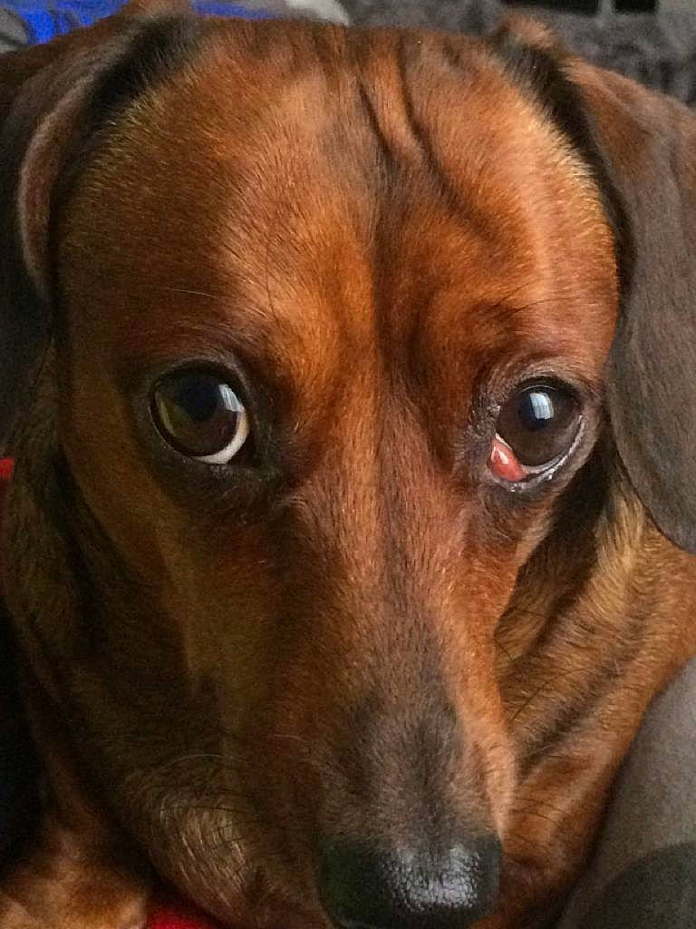 Annie is registered to the contest to win money with this photo: beagador, canidae, carnivore, dachshund, dog, dog_breed, ear, eye, fawn, mammal, mountain_cur, nose, puppy, rare_breed_dog, snout, sporting_group, vertebrate, whiskers
