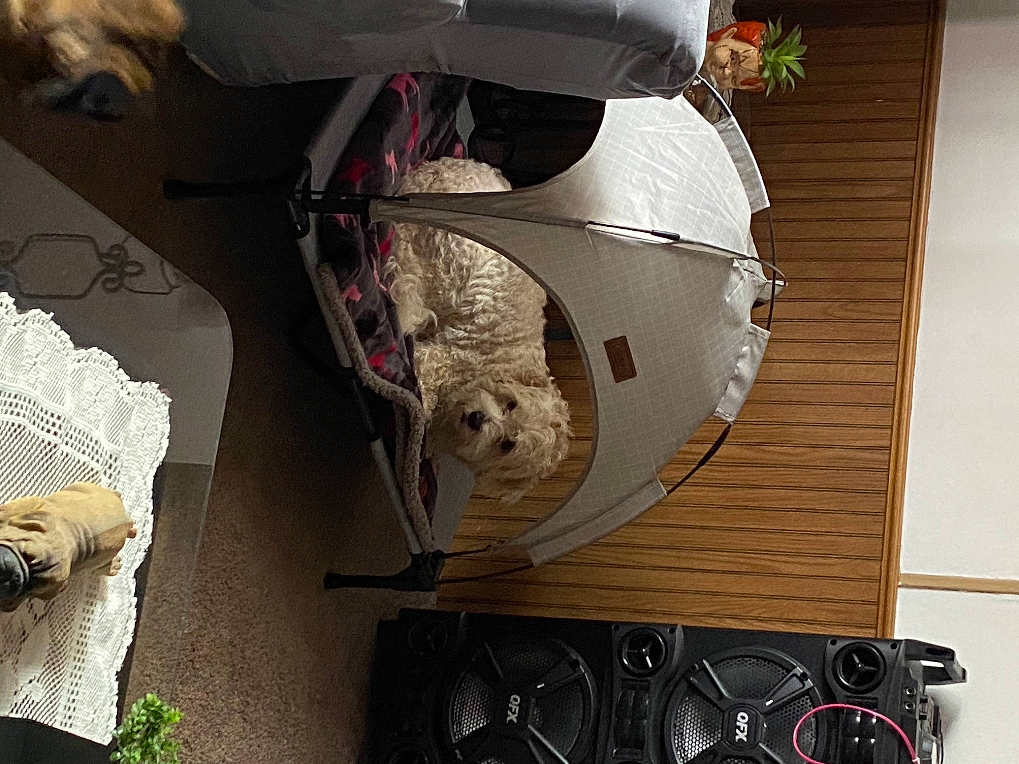 Shadow is registered to the contest to win money with this photo: art, audio_equipment, auto_part, automotive_design, automotive_exterior, automotive_lighting, bumper, carmine, electrical_wiring, light, metal, motor_vehicle, personal_protective_equipment, plant, room, vehicle, vehicle_door, white, wire, wood