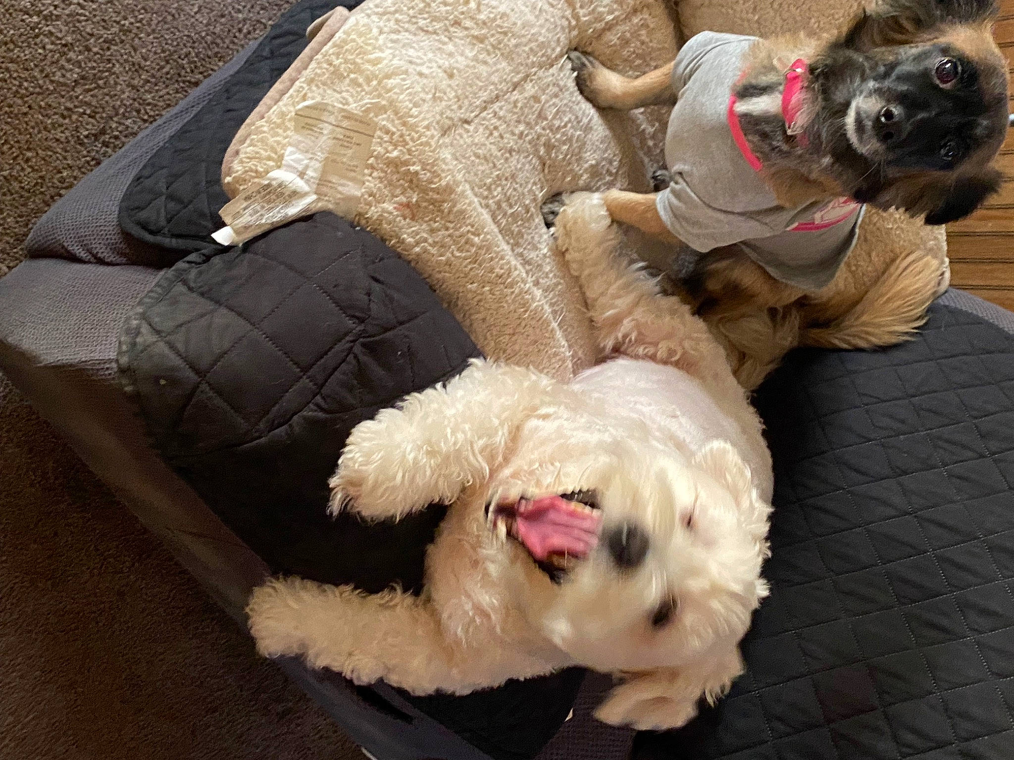 Foxy is registered to the contest to win money with this photo: canidae, carnivore, collar, comfort, companion_dog, dog, dog_breed, dog_clothes, dog_collar, dog_supply, fawn, fur, leash, pug, snout, sporting_group, terrier, toy_dog, working_animal, wrinkle