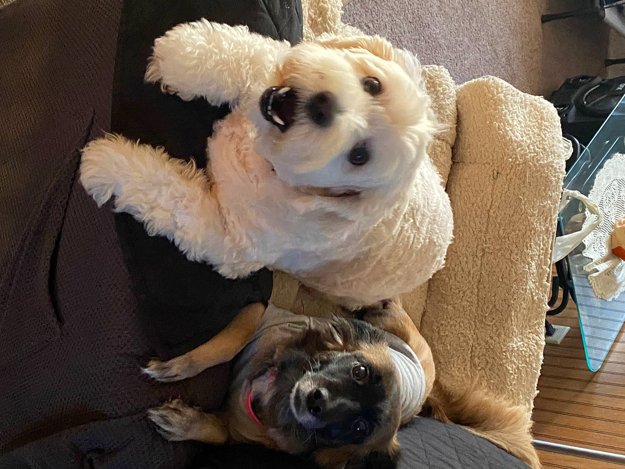 Foxy is registered to the contest to win money with this photo: carnivore, collar, companion_dog, dog, dog_breed, dog_clothes, dog_collar, dog_supply, eye, eyewear, fawn, goggles, head, pet_supply, snout, sporting_group, sunglasses, toy, toy_dog, working_animal