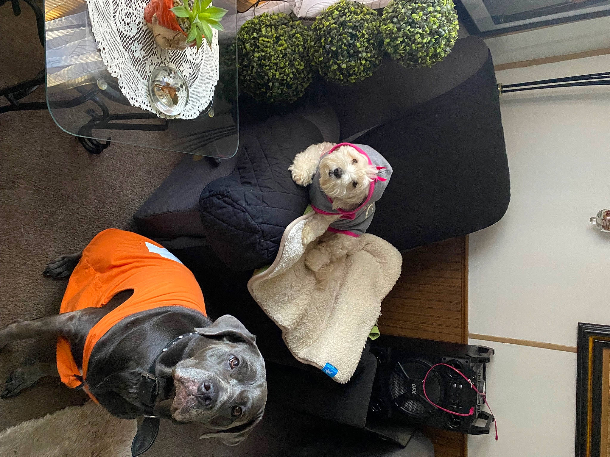 Baby Blue is registered to the contest to win money with this photo: baby_toys, backpack, bag, ball, canidae, carmine, companion_dog, football, fur, linens, luggage_and_bags, personal_protective_equipment, plate, plush, room, sporting_group, stuffed_toy, tableware, toy, wool