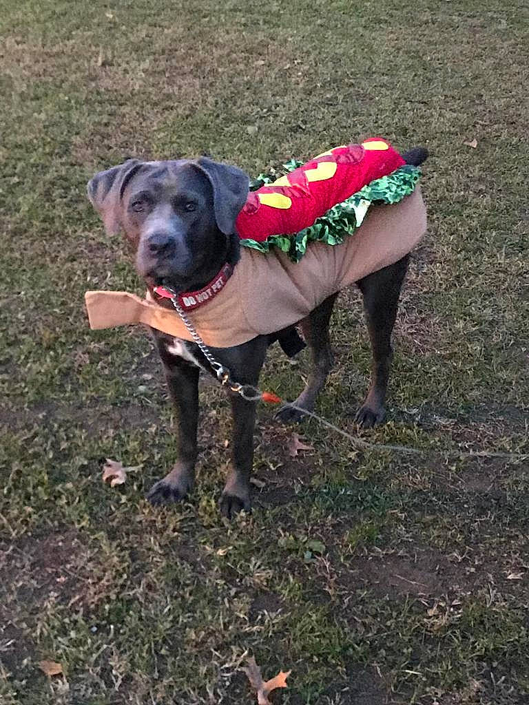 Baby Blue joined the competition — help win amazing prizes! canidae, carnivore, companion_dog, dog, dog_breed, fawn, great_dane, guard_dog, sporting_group, tail, weimaraner, working_dog