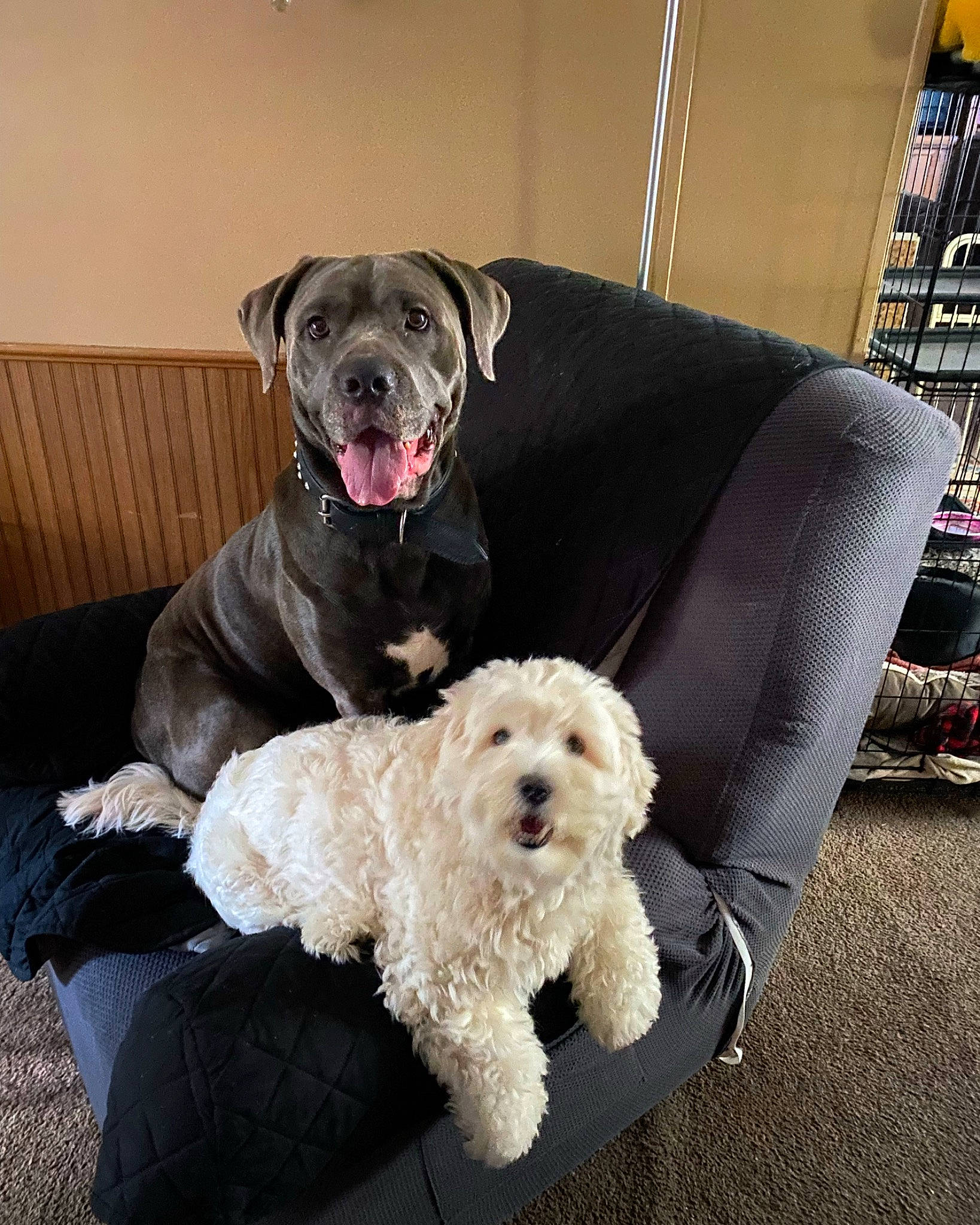 Baby Blue is registered to the contest to win money with this photo: canidae, carnivore, collar, comfort, companion_dog, couch, dog, dog_breed, dog_collar, dog_supply, fur, labradoodle, non_sporting_group, pet_supply, puppy, shelf, snout, sporting_group, toy_dog, working_animal