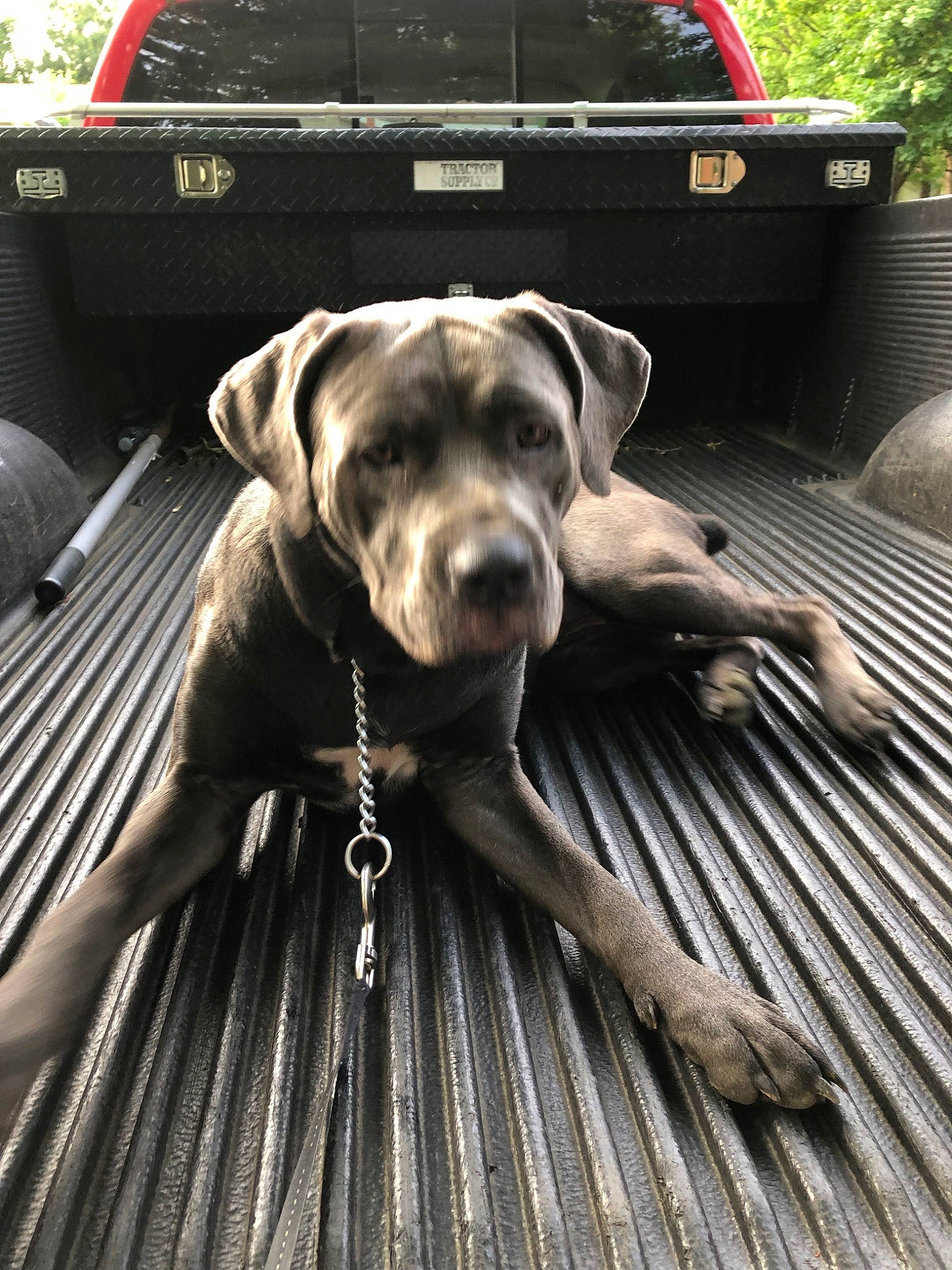 Baby Blue is registered to the contest to win money with this photo: american_pit_bull_terrier, bandog, blue_lacy, cane_corso, canidae, carnivore, dog, dog_breed, fawn, guard_dog, labrador_retriever, mammal, mountain_cur, non_sporting_group, pit_bull, puppy, snout, sporting_group, vehicle, working_dog