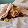 cat, orange_tabby, blanket, bed, curious, pet, indoor, cozy, feline, whiskers, ears, paw, soft, cute, animal, resting, comfort, fur, domestic_animal, cute_pet