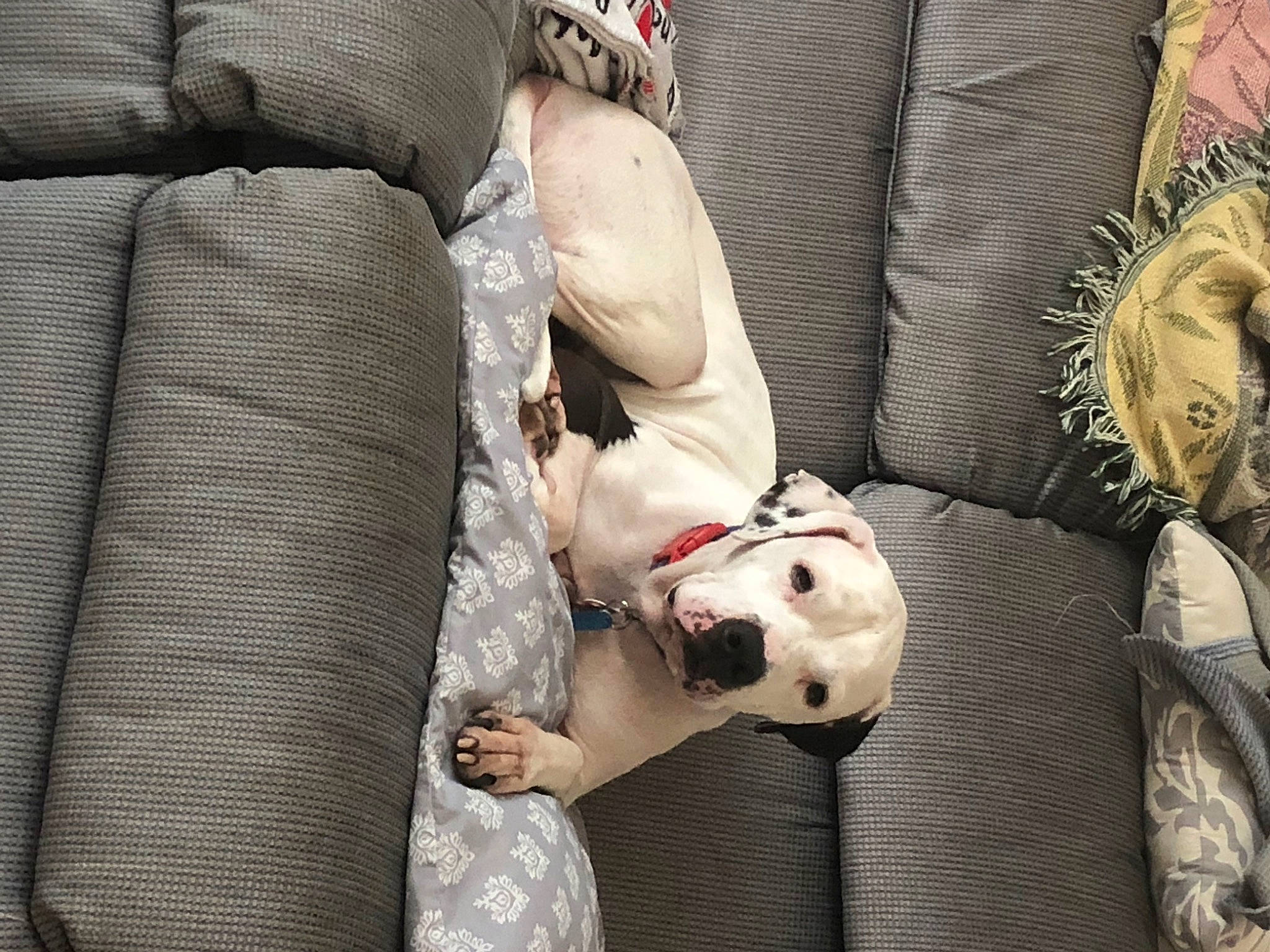 Beau joined the competition — help win amazing prizes! ball, carnivore, child, comfort, companion_dog, couch, dog, dog_breed, fashion_accessory, fur, grey, human_leg, linens, outerwear, pattern, sitting, street_fashion, textile, tie, toy