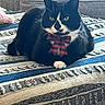 Thomas joined the competition — help win amazing prizes! animal, bed, black_and_white, blanket, bow_tie, cat, couch, cute, eyes, face, fluffy, furniture, indoors, patterned_fabric, pet, plaid, portrait, sitting, tuxedo_cat, whiskers
