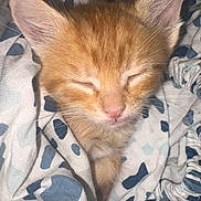 Toulouse joined the competition — help win amazing prizes! adorable, animal, blanket, cat, closed_eyes, cozy, cute, domestic_cat, fur, indoor, kitten, orange_cat, patterned_blanket, pet, resting, sleeping, small, soft, whiskers, young
