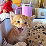 Toulouse joined the competition — help win amazing prizes! animal, blanket, box, cat, cute, feline, fur, gnome, indoor, kitchen, kitten, orange_tabby, patterned_cloth, pet, pink_mug, red_hat, small, tile_wall, whiskers, young_cat