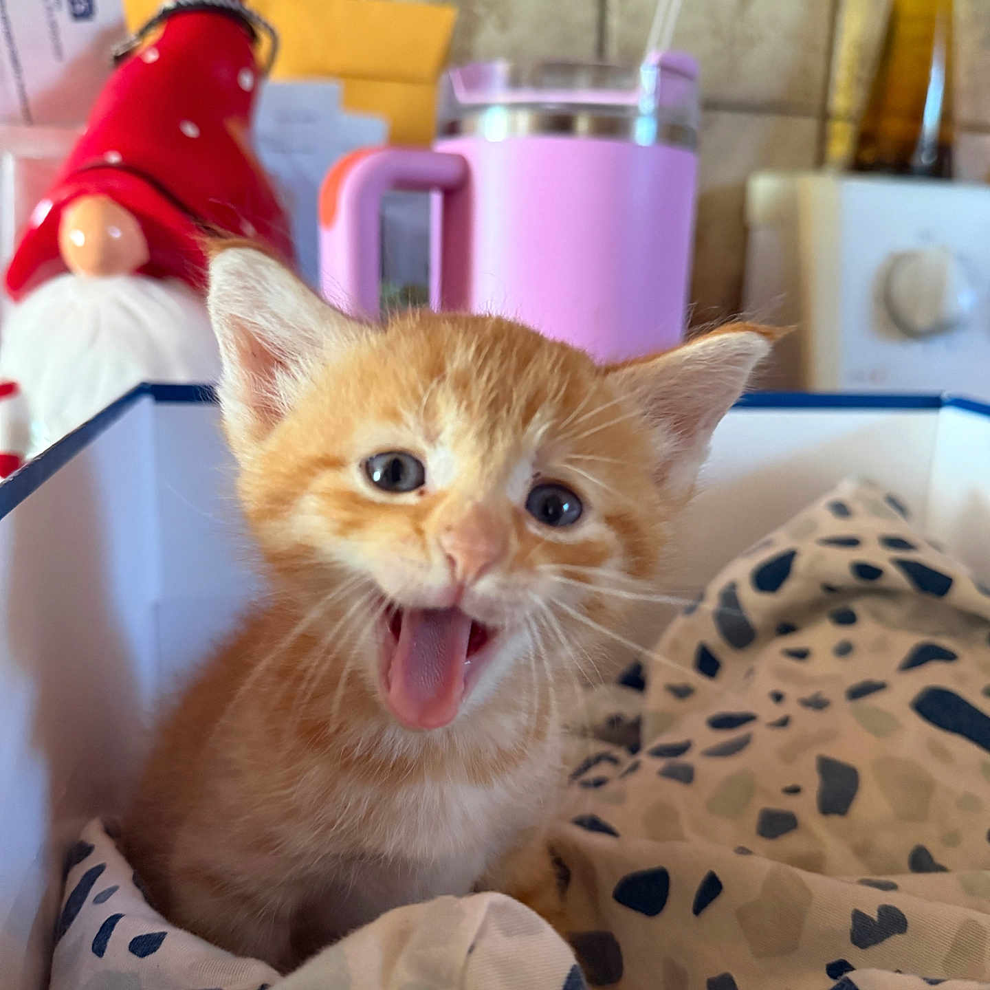 Toulouse joined the competition — help win amazing prizes! animal, blanket, box, cat, cute, feline, fur, gnome, indoor, kitchen, kitten, orange_tabby, patterned_cloth, pet, pink_mug, red_hat, small, tile_wall, whiskers, young_cat