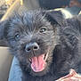 Bandit is registered to the contest to win money with this photo: affenpinscher, animal, bodypart, canine, cockerspaniel, couch, dog, furniture, mouth, person, pet, poodle, puppy, terrier, tongue, whitedog