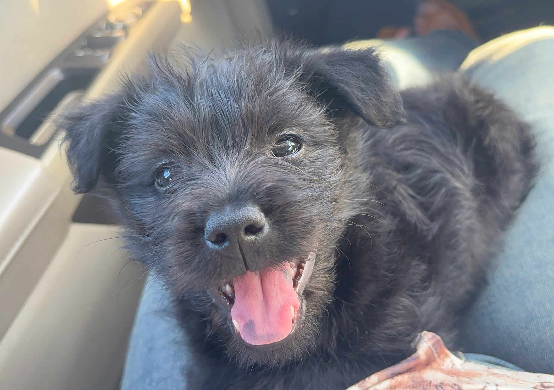 Bandit is registered to the contest to win money with this photo: affenpinscher, animal, bodypart, canine, cockerspaniel, couch, dog, furniture, mouth, person, pet, poodle, puppy, terrier, tongue, whitedog