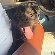 Bandit joined the competition — help win amazing prizes! accessories, adult, affenpinscher, animal, bodypart, canine, dog, machine, male, man, mouth, person, pet, puppy, spoke, strap, terrier, tongue, transportation, vehicle