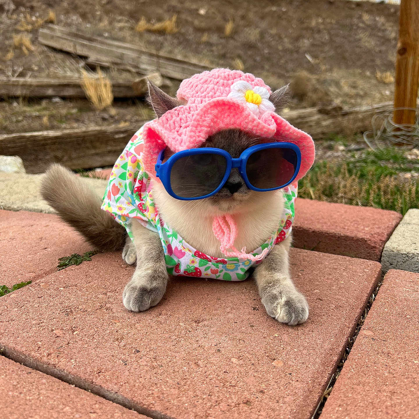 Boots is registered to the contest to win money with this photo: accessories, animal, brick, canine, cap, clothing, coat, dog, face, glasses, hat, head, person, pet, photography, portrait, puppy, rock, sunglasses, sunhat