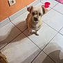 dog, small_dog, pet, floor, tile_floor, orange_wall, shadow, red_bowl, indoor, cute, looking_up, ears, fur, animal, companion, domestic, home, waiting, alert, curious