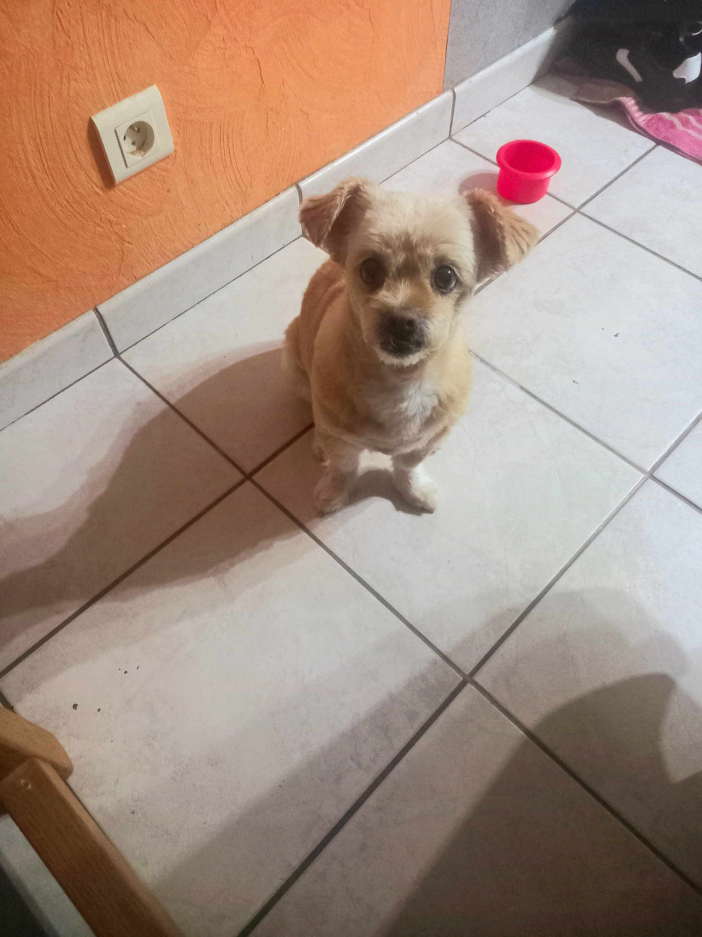 Caprice participe au concours pour gagner de l'argent avec cette photo : dog, small_dog, pet, floor, tile_floor, orange_wall, shadow, red_bowl, indoor, cute, looking_up, ears, fur, animal, companion, domestic, home, waiting, alert, curious