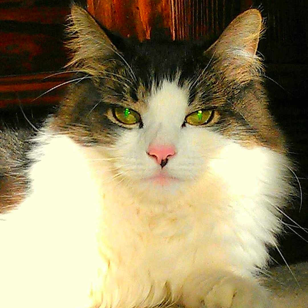 Joshua joined the competition — help win amazing prizes! animal, cat, close_up, cute, domestic_animal, feline, fluffy, fur, green_eyes, indoor, mammal, natural_light, pet, pink_nose, portrait, relaxed, resting, soft, sunlight, whiskers