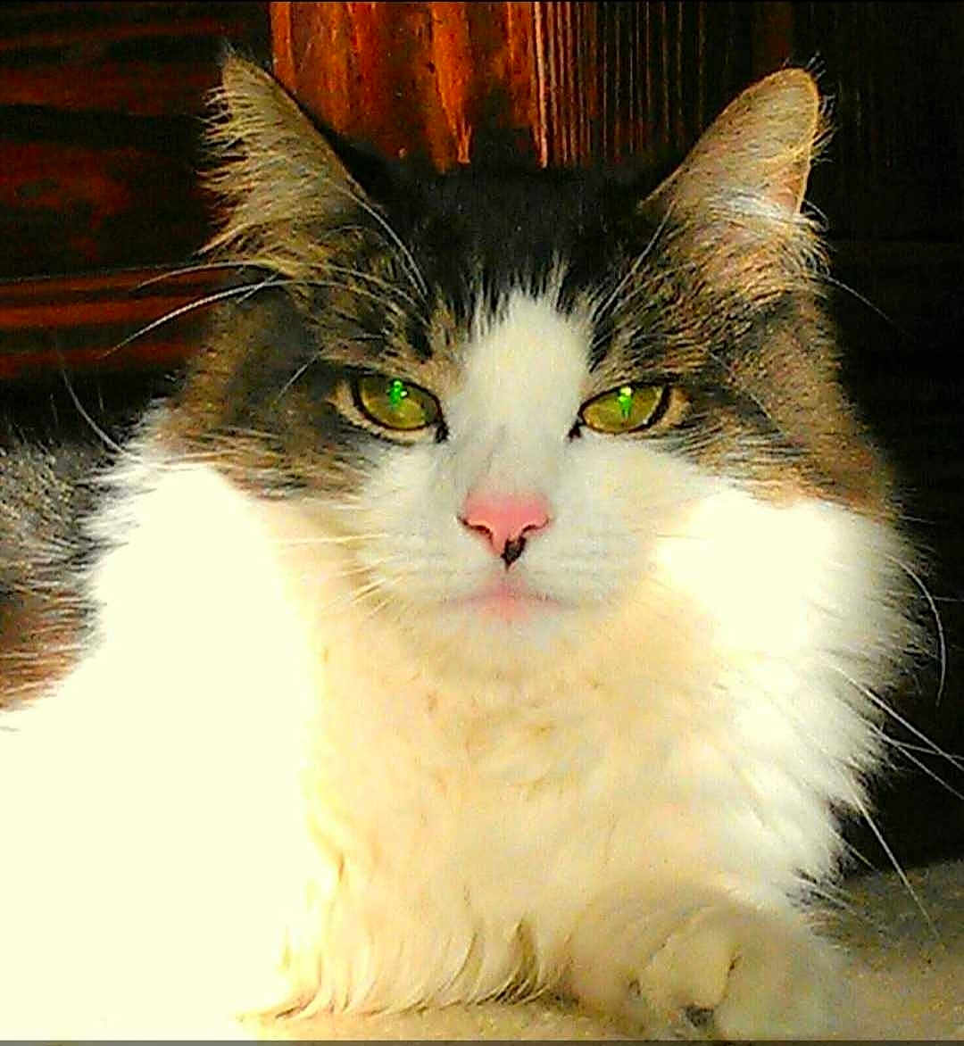 Joshua joined the competition — help win amazing prizes! cat, fluffy, green_eyes, pink_nose, indoor, sunlight, fur, animal, pet, mammal, whiskers, close_up, portrait, relaxed, cute, feline, domestic_animal, resting, soft, natural_light