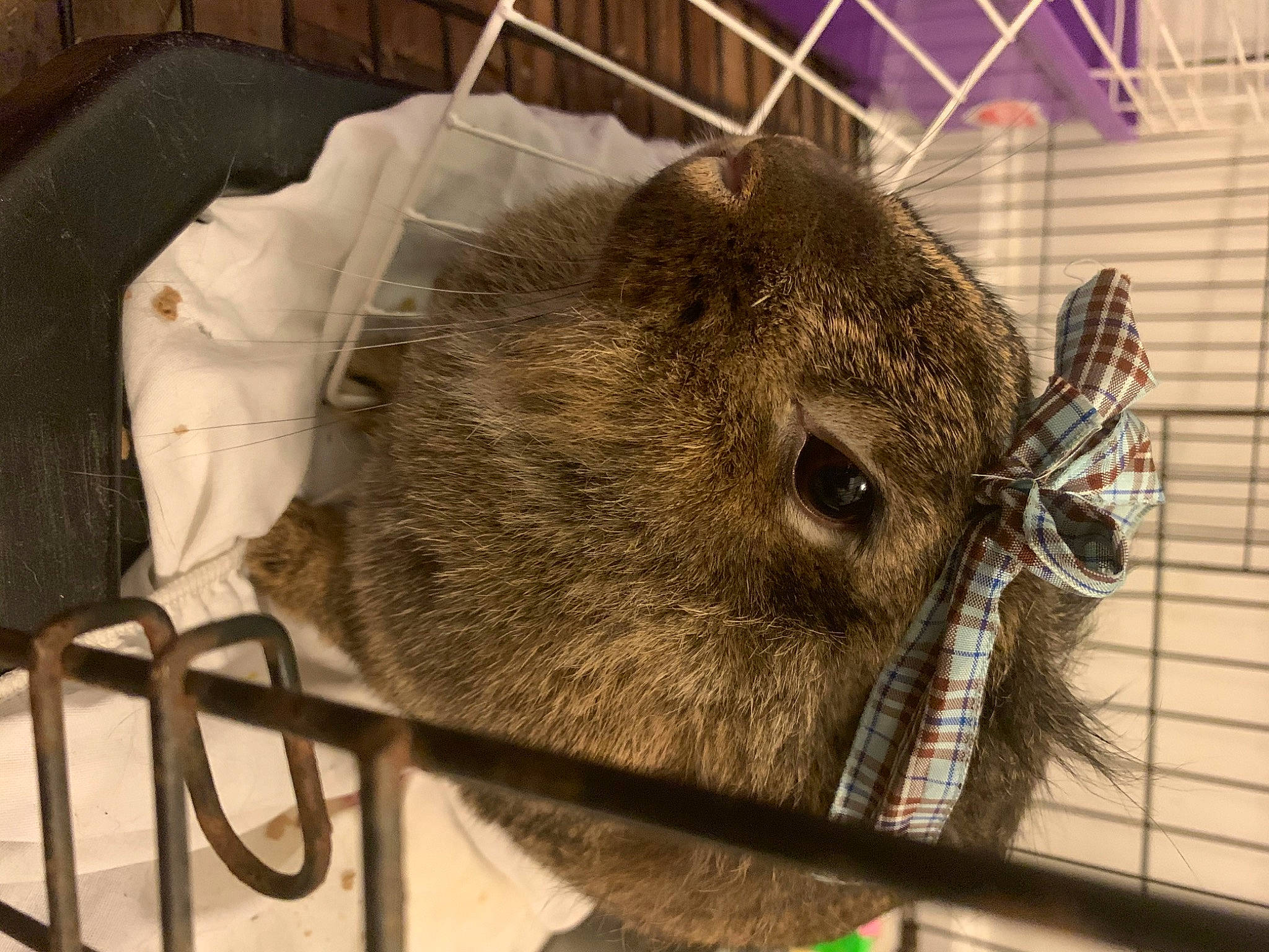 Ginger joined the competition — help win amazing prizes! degu, domestic_rabbit, mammal, rabbits_and_hares, rodent, vertebrate, wildlife
