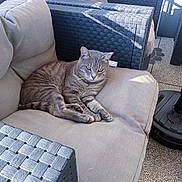 Loulou participe au concours pour gagner de l'argent avec cette photo : cat, gray_tabby, sofa, outdoor_furniture, cushion, woven_texture, relaxed, sunlight, shadow, pet, animal, resting, home, patio, cozy, feline, whiskers, ears, paws, floor